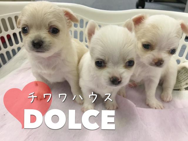 ❤︎チワワハウス  DOLCE❤︎