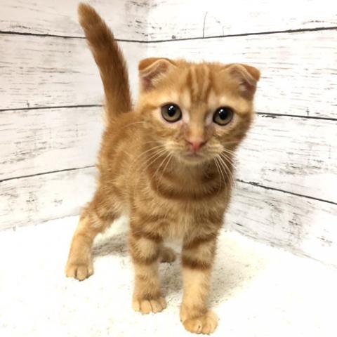 スコティッシュフォールド