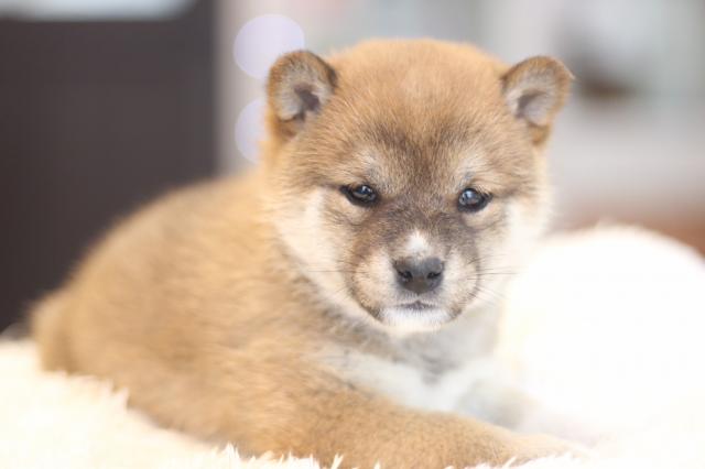 柴犬