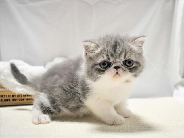 エキゾチックショートヘアー