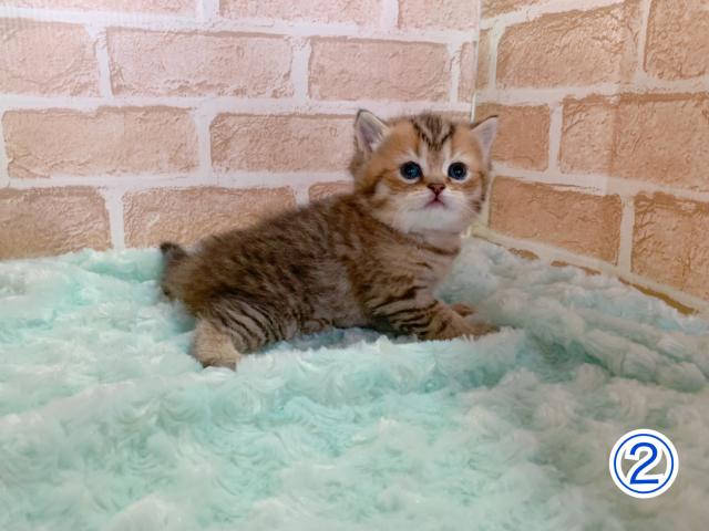 スコティッシュフォールド