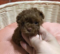 トイプードル❤️今なら6万円割引き❤️⭐️タイニーサイズ⭐️