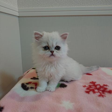 ペルシャ・ヒマラヤン