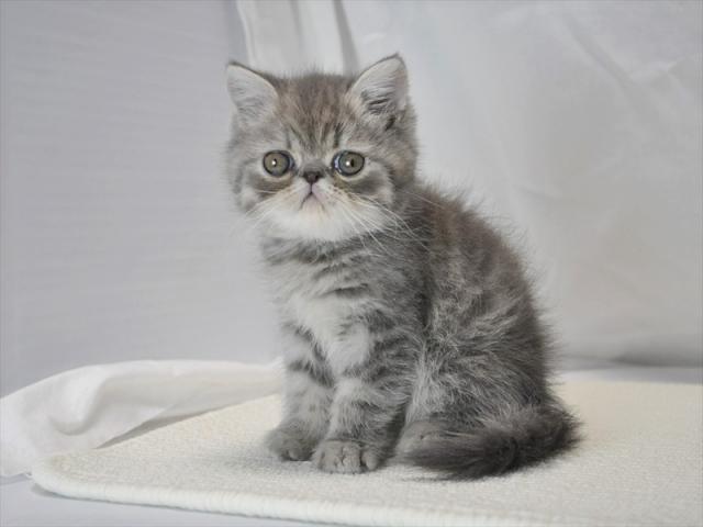 エキゾチックショートヘアー