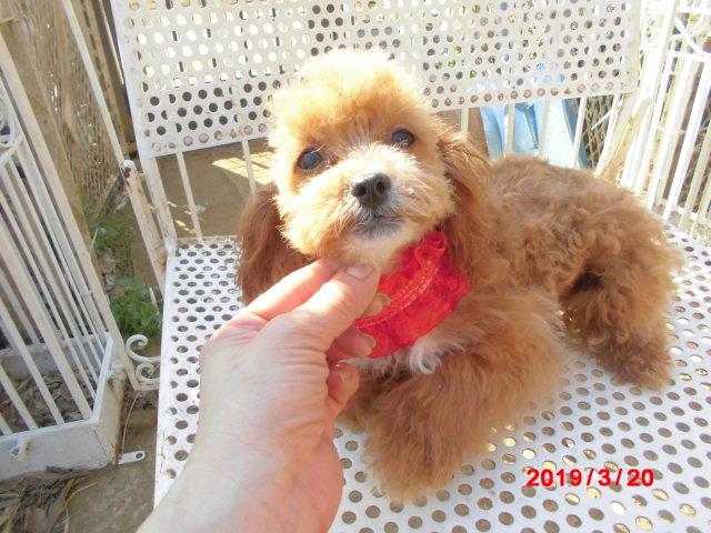 トイプードルTカッププードル