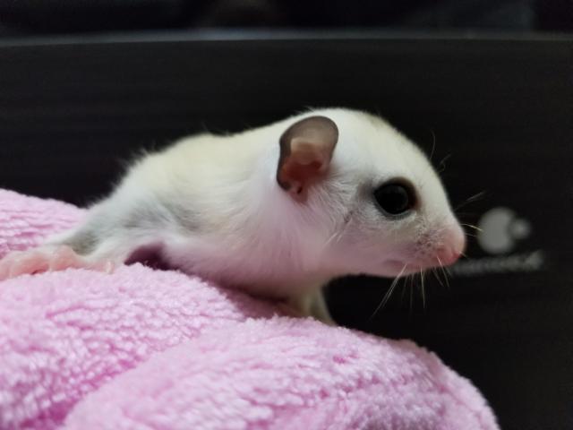 フクロモモンガ