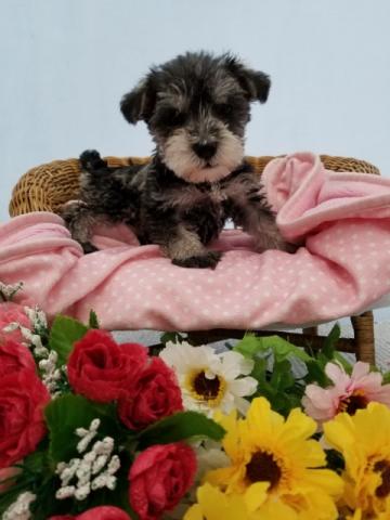 ミニチュアシュナウザー