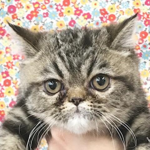 エキゾチックショートヘアー