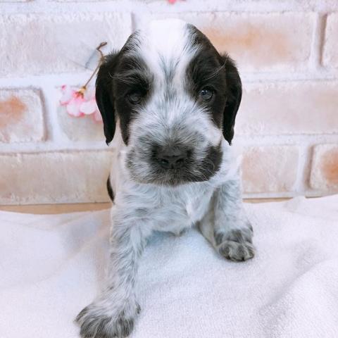 イングリッシュコッカースパニエル