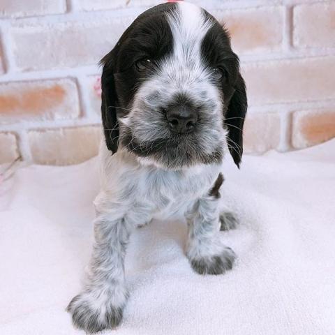 イングリッシュコッカースパニエル