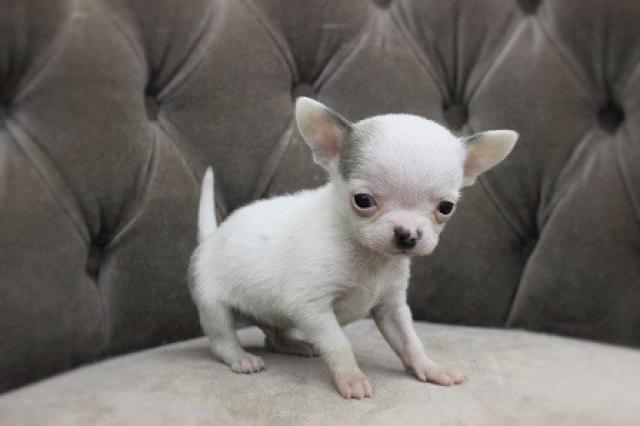 チワワ(スムースコート)