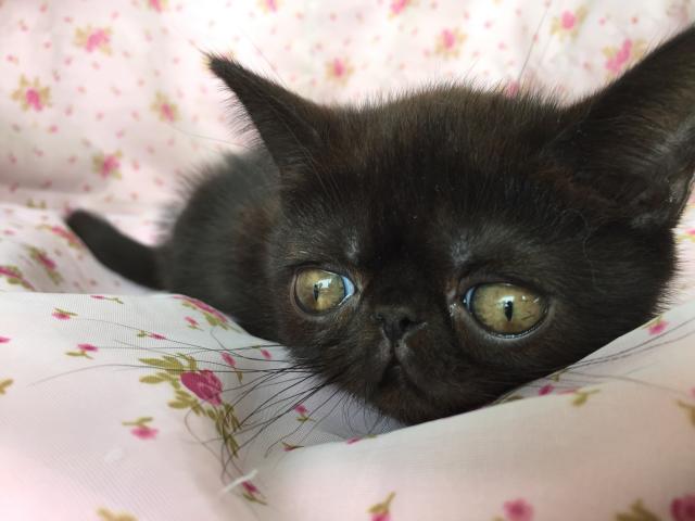 エキゾチックショートヘアー