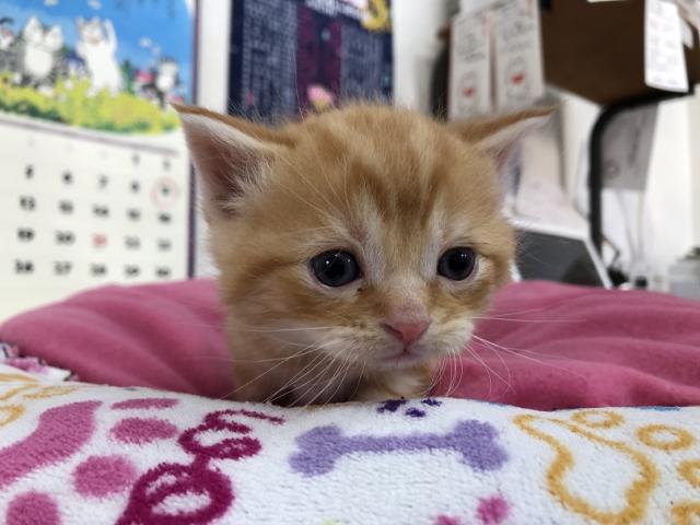 スコティッシュフォールド