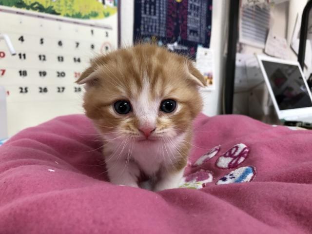 スコティッシュフォールド