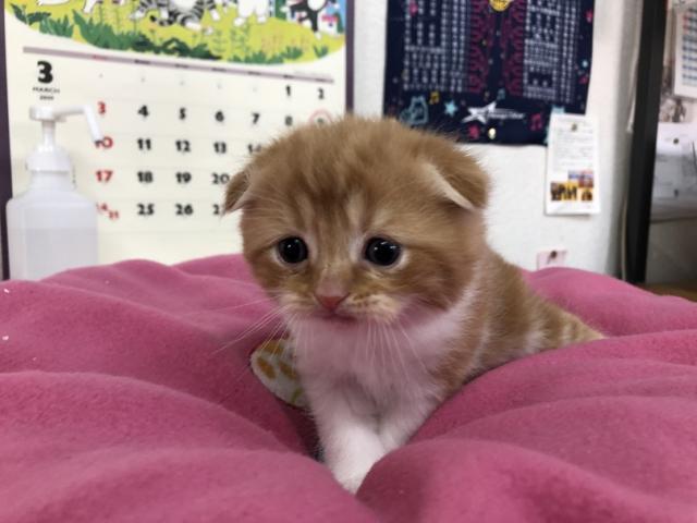 スコティッシュフォールド