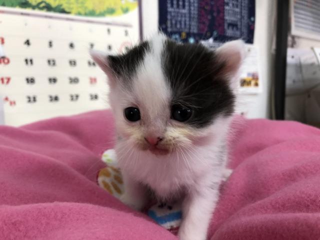 スコティッシュフォールド