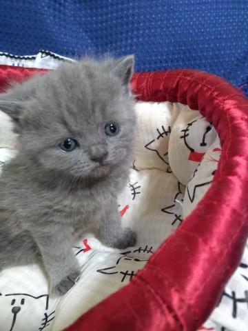 ブリティッシュショートヘア