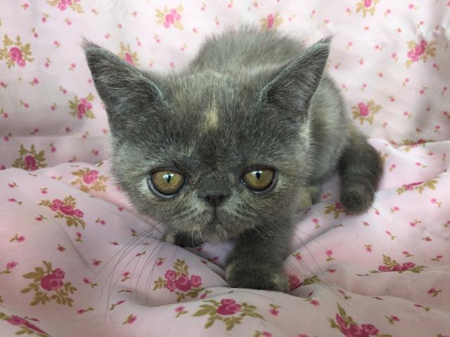 エキゾチックショートヘアー