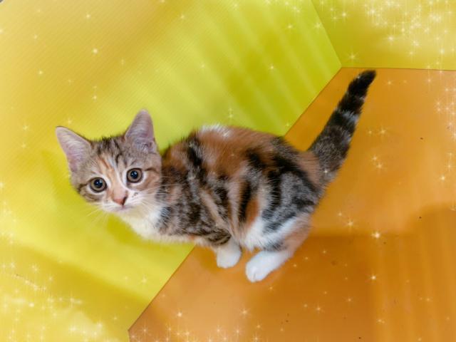 マンチカン足長