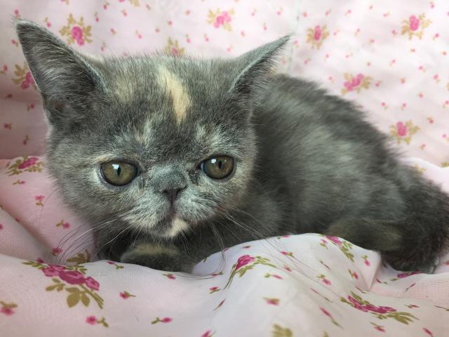 エキゾチックショートヘアー