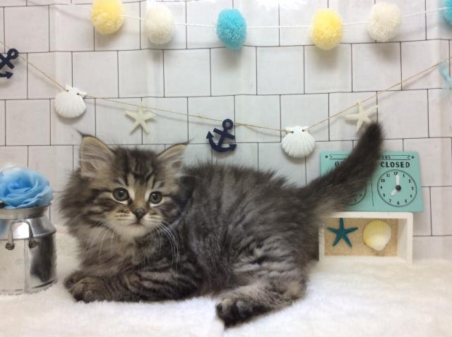 ノルウェージャンフォレストキャット