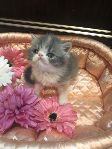 エキゾチックショートヘアー