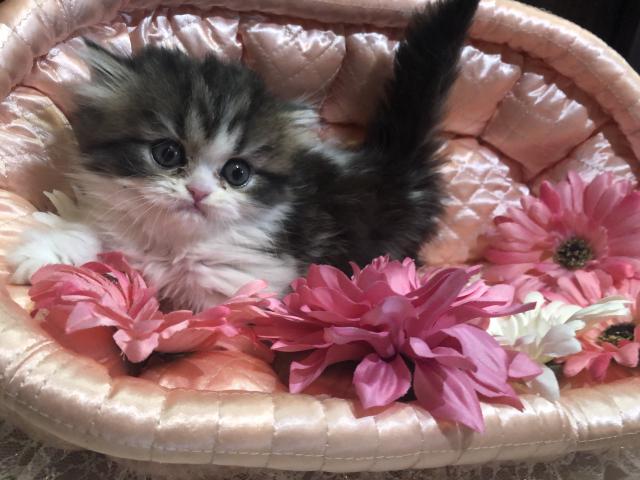 ミヌエット（旧ナポレオン）