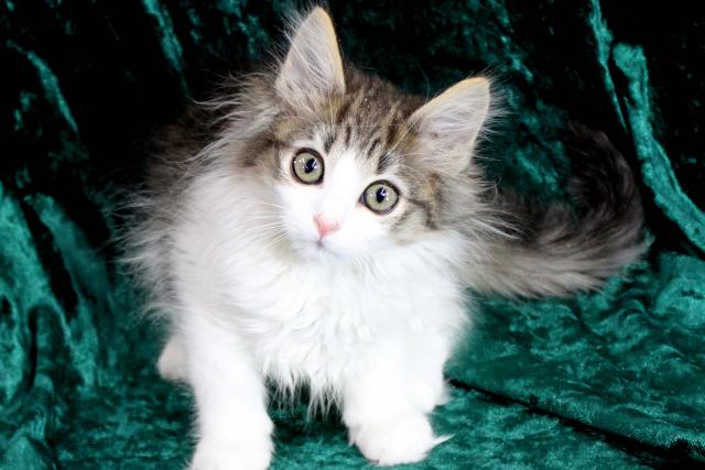 ノルウェージャンフォレストキャット