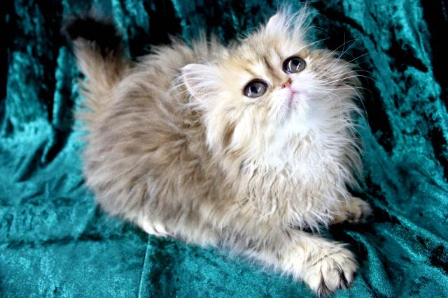 ペルシャ・ヒマラヤン