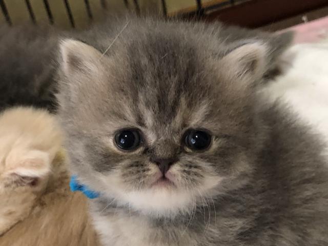 スコティッシュフォールド