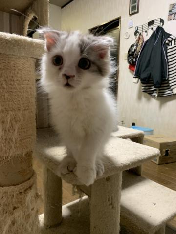 スコティッシュフォールド