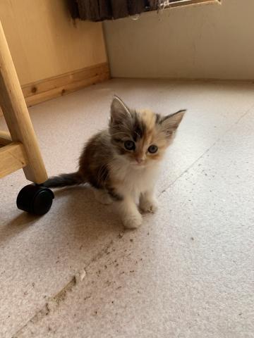 スコティッシュフォールド