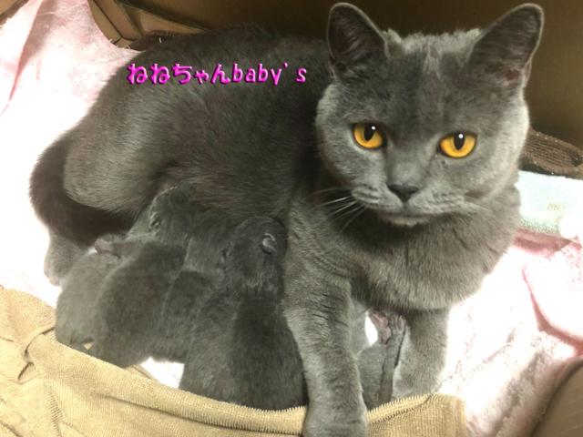 ブリティッシュショートヘア