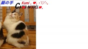 マンチカンロングヘアー 足長 猫の手 Cat's model Kumi