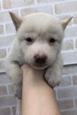 柴犬
