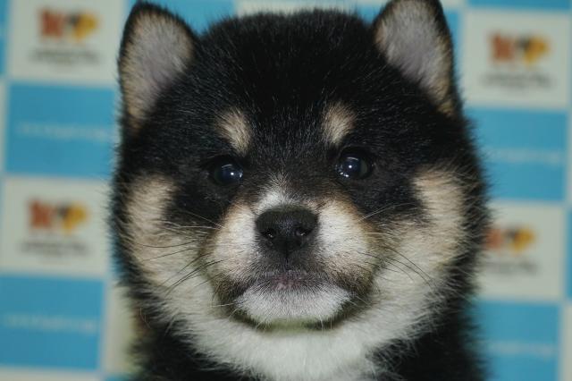 柴犬（19072）