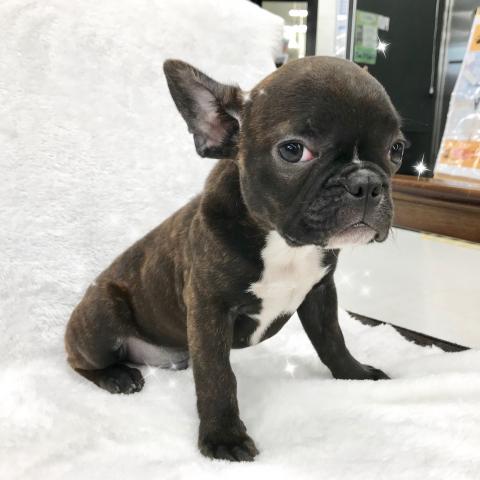 フレンチブルドッグ