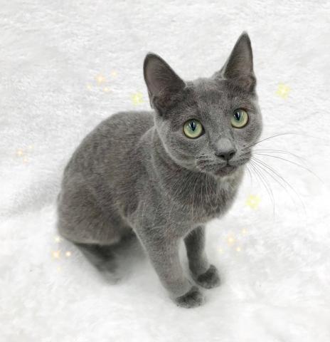 ロシアンブルー