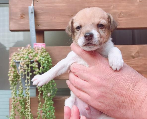 ジャックラッセルテリア