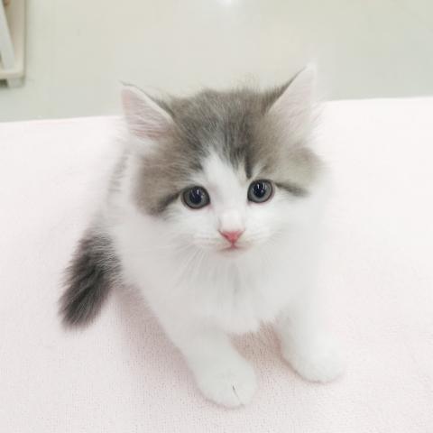 ノルウェージャンフォレストキャット　★レアカラーの美形にゃんこ！★