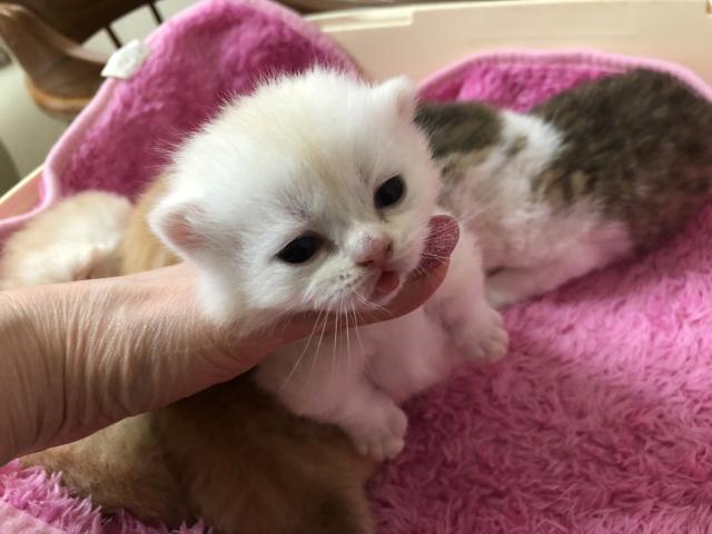 ミヌエット(旧ナポレオン)