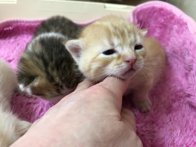 ミヌエット(旧ナポレオン)