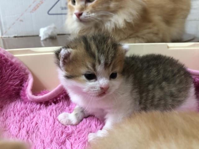 ミヌエット(旧ナポレオン)