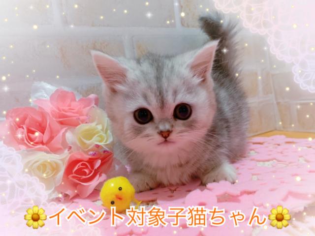 ミヌエット(旧ナポレオン)5万円割引中