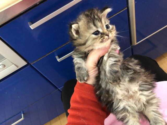 ミヌエット(旧ナポレオン)