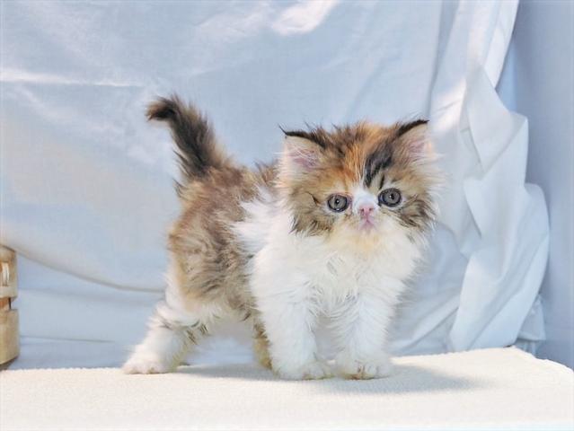 エキゾチックロングヘアー