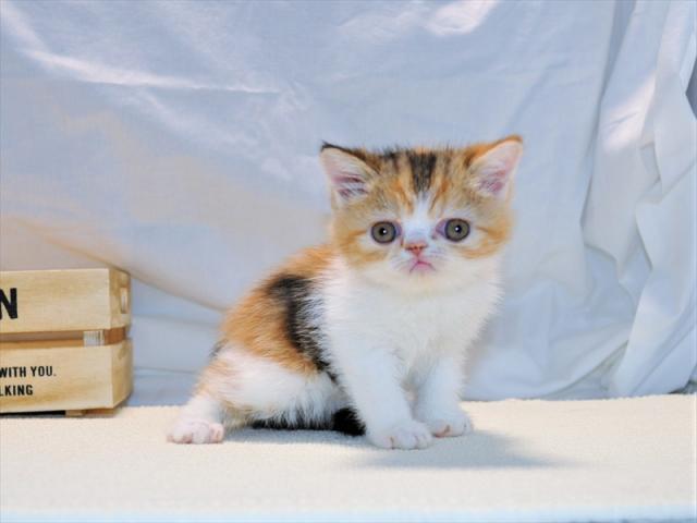 エキゾチックショートヘアー