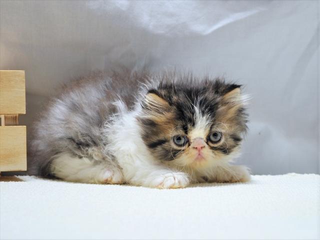 エキゾチックショートヘアー