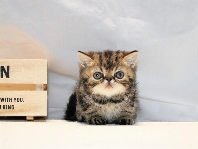 エキゾチックショートヘアー