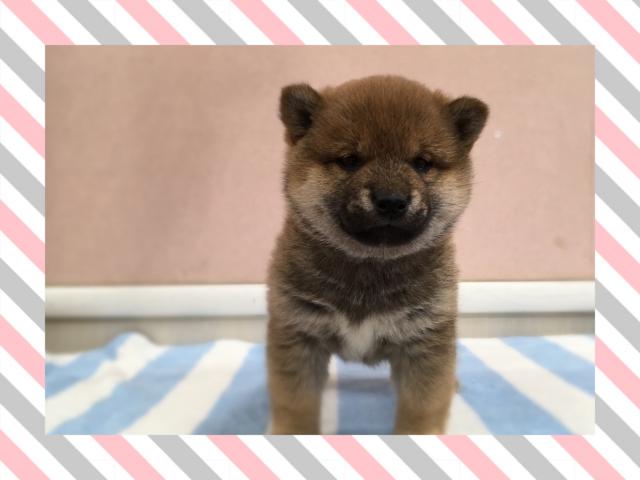 柴犬